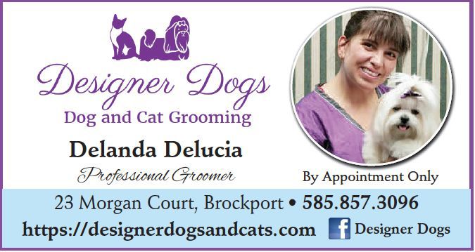 Designer Dogs